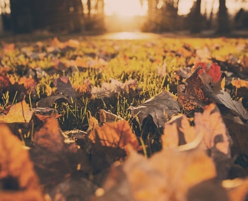 autumn-fall-foliage-380-5-495x400 Blog